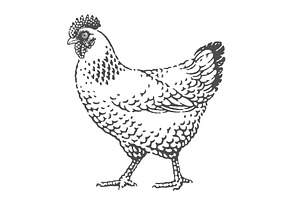 Chicken