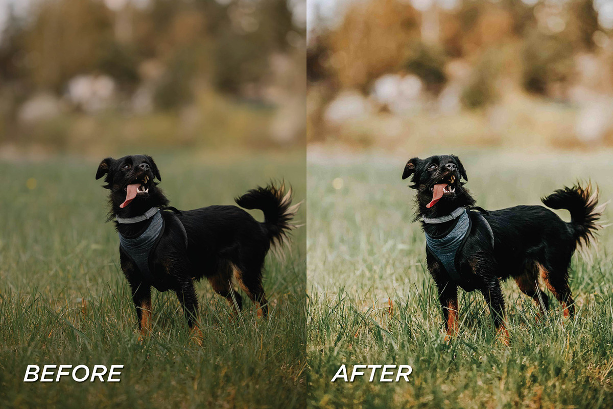 25 Bright Dog Lightroom Presets, a Preset Add-On by TheWayfarerShoppe (Photo 6 of 6)