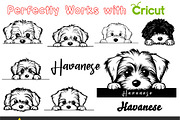 Peeking Havanese Dog Puppy Vector, an Animal Illustration by ARTify Illustrations (Thumbnail 2 of 8)
