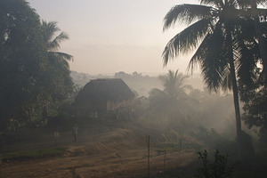 Dawn in the jungle