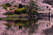 Cherry Blossom Landscape 5 Photos, a Nature Photo by Silent Nature (Thumbnail 3 of 6)