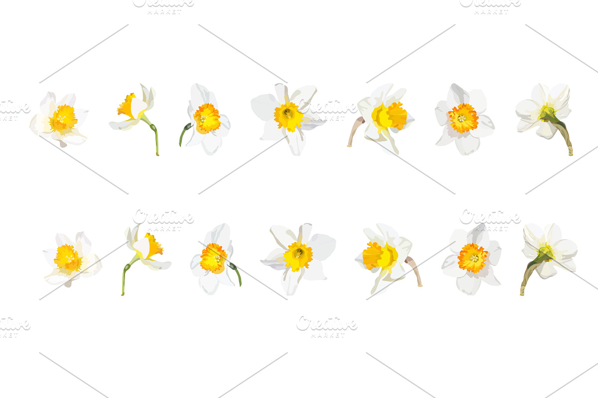 Vector object brushes. Daffodils preview 5