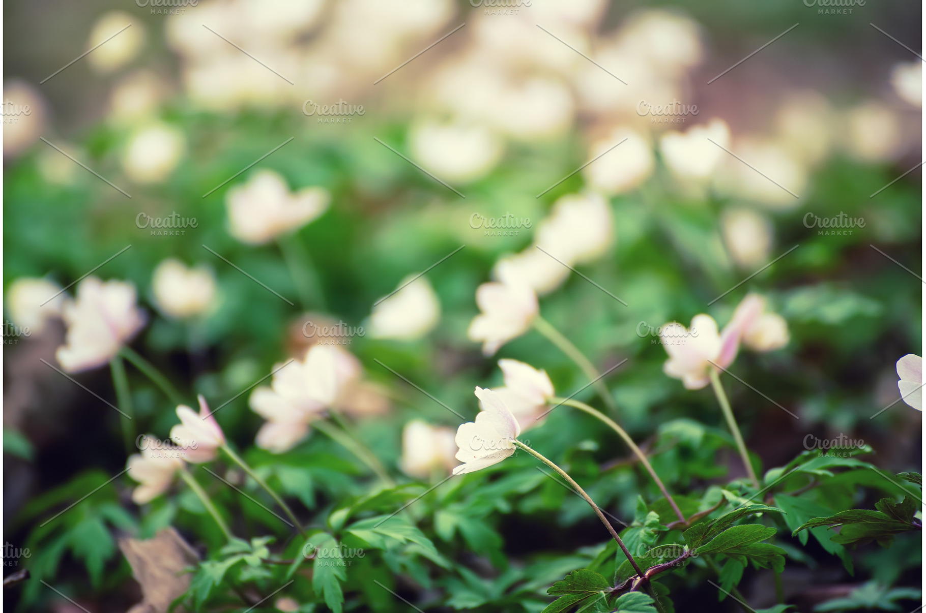 White anemone flowers growing in, a Nature Photo by Nature and travel