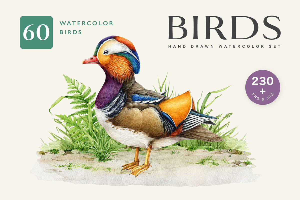 Birds Watercolor Painted Set, an Animal Illustration by AnitaPol (Photo 1 of 18)