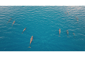 Dolphins swimming in blue ocean, an Animal Photo by Goinyk
