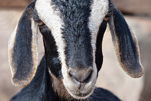 Mountain goat, a Photo by saiko3p