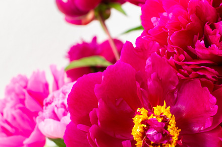 Peonies close up, a Nature Photo by Pandateam