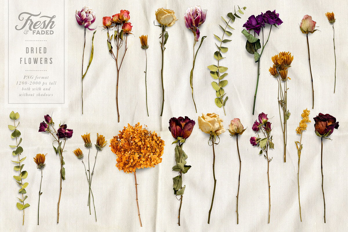 Fresh & Dried Flower Flat Lay, a Product Mockup by Eclectic Anthology (Photo 2 of 8)