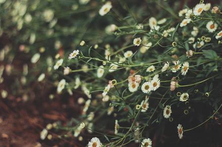 Pretty Dainty Daisies, a Nature Photo by René Jordaan Photography