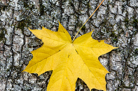 The Leaf Bundle preview 2