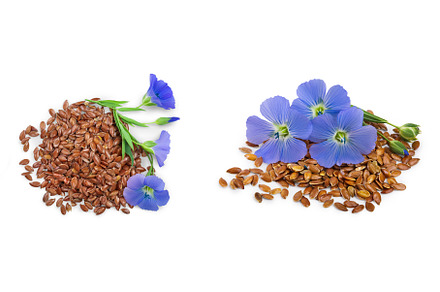 flax seeds with flower isolated on, a Food & Drink Photo by NataPhoto