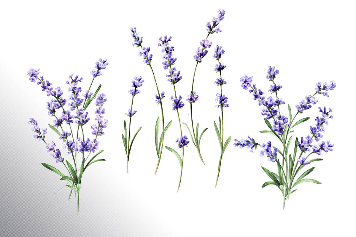 Lavender Mood, a Decorative Illustration by Daria Ustiugova (Photo 2 of 14)