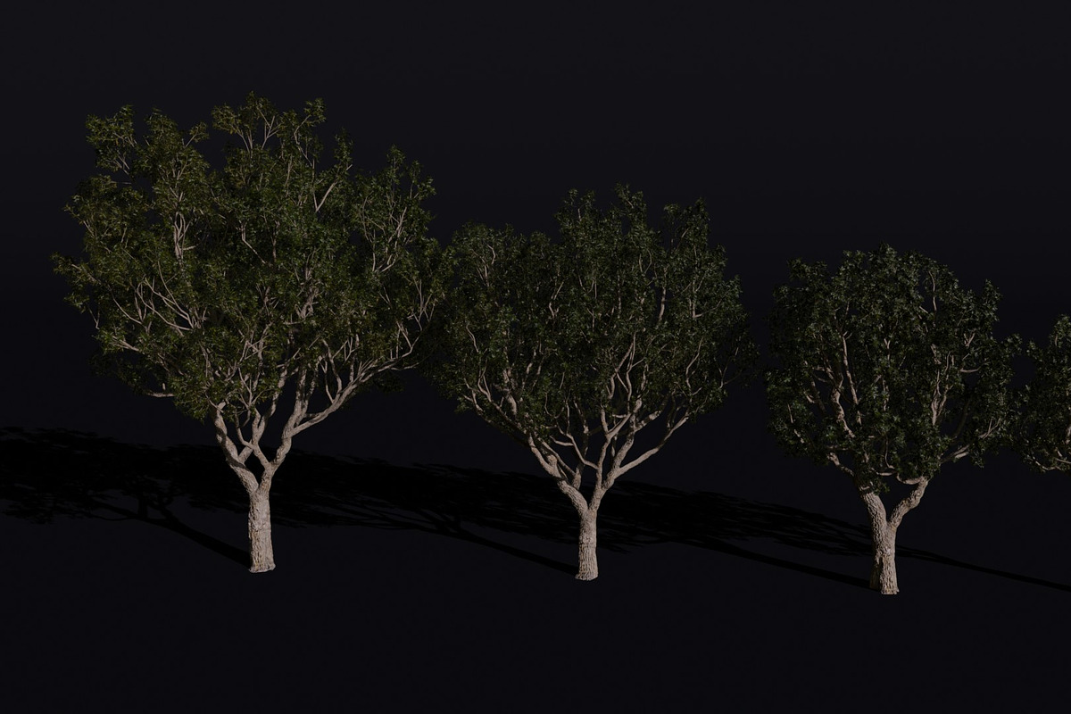 The Black Board Tree, a Plants & Tree 3D Model by FuturePastCreatives (Photo 2 of 6)