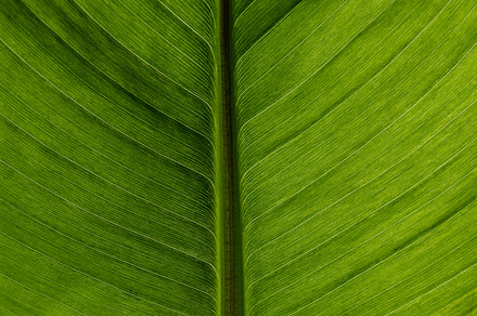 Back lit banana leaf for background preview 6