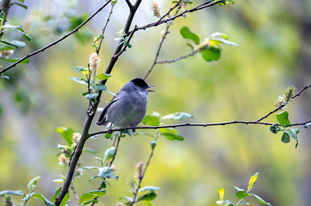 Male blackcap singing in a tree in spring., an Animal Photo by CreativePhotoSpain
