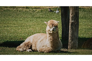 Alpaca relaxing in summer grass, an Animal Photo by Our Amazing World