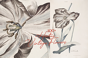 Hortus Vintage Flowers Prints, a Decorative Illustration by Digital Museum (Thumbnail 4 of 9)