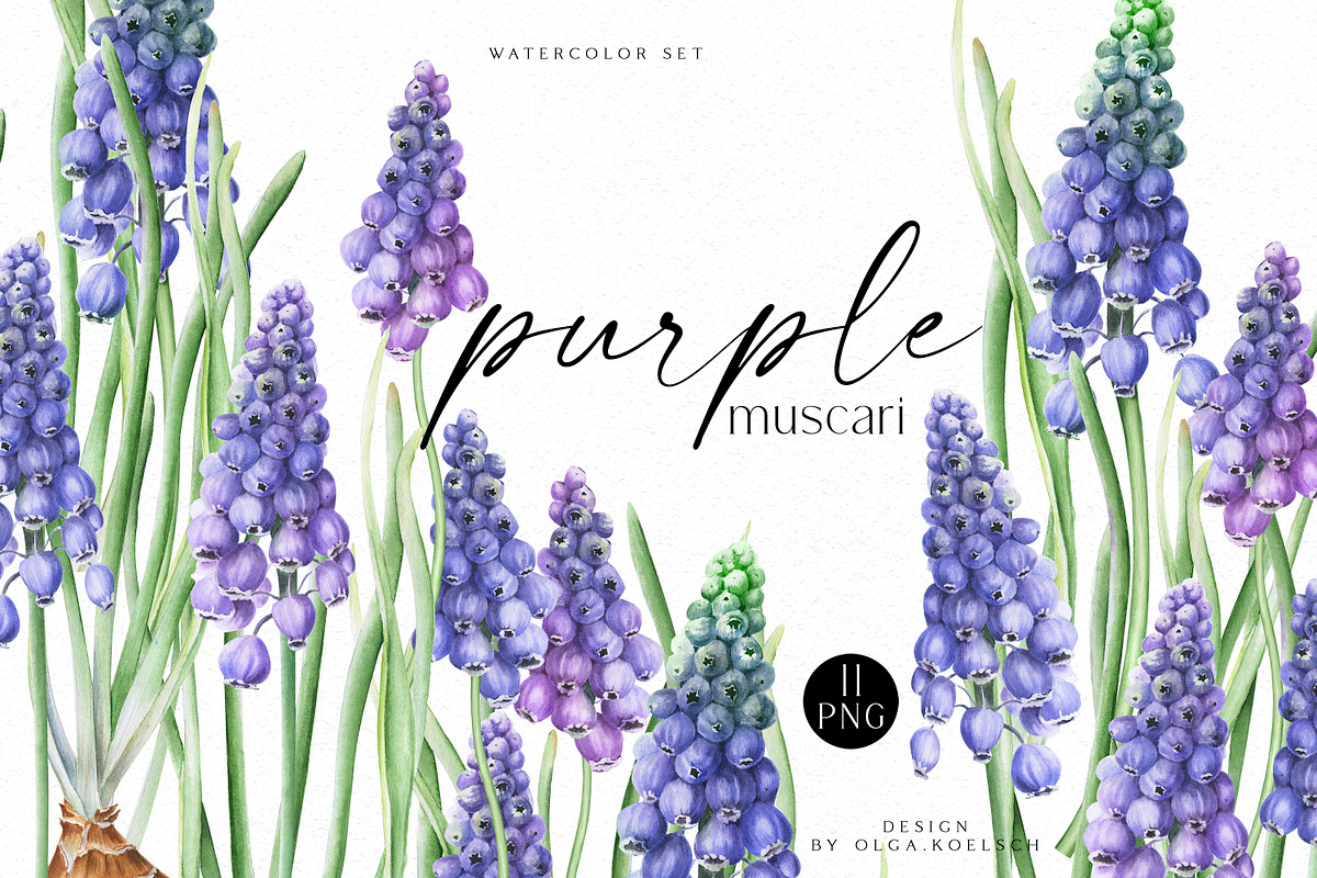 Botanical Muscari Set, an Illustration by Olga Koelsch (Photo 1 of 9)