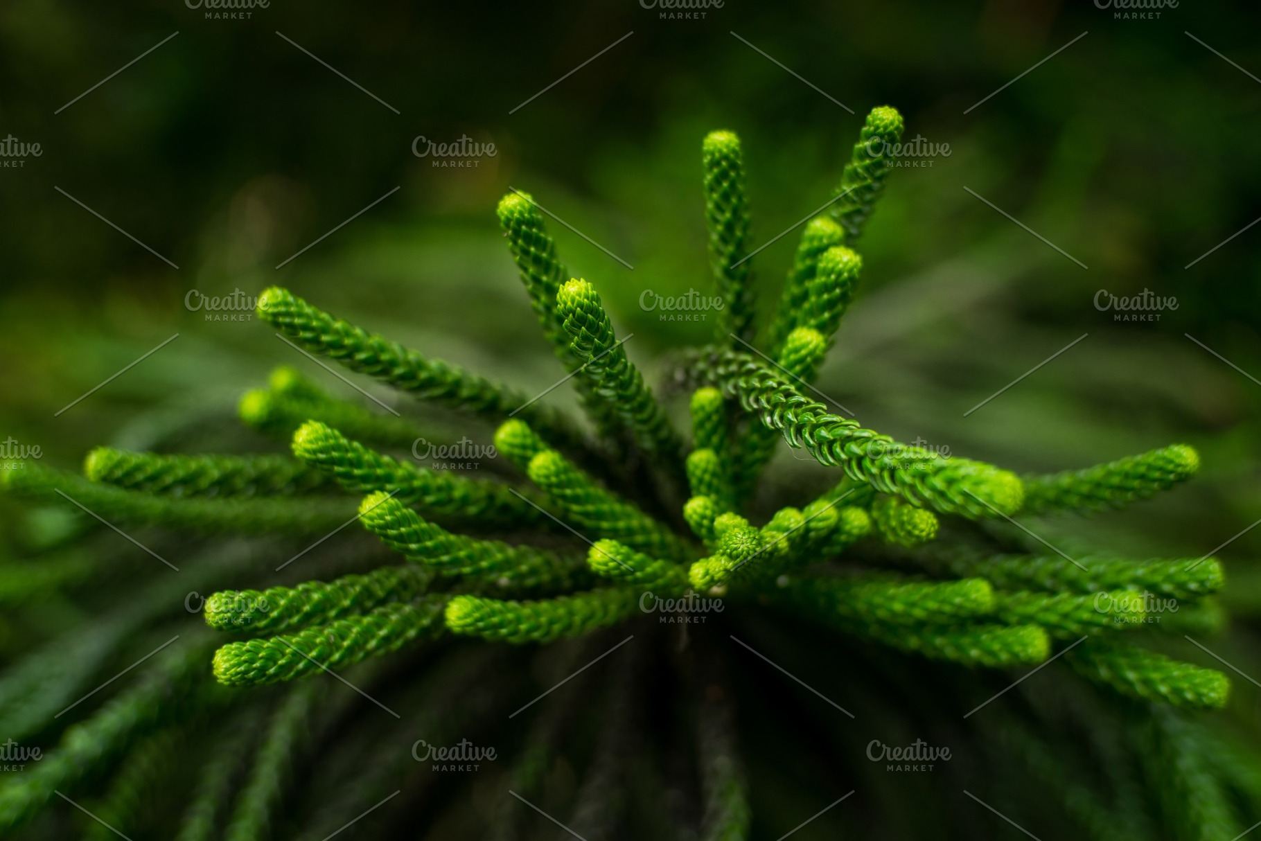 Araucaria heterophylla leaf araucaria excelsa is a member of the, a Nature Photo by IlyaMarchenko