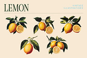 Vintage Graphic Elements_FRUITS, an Object Illustration by BOLD.Graphic (Thumbnail 4 of 8)