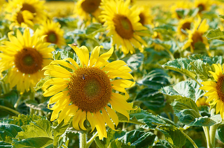 Sunflower, a Photo by Peopleimages.com