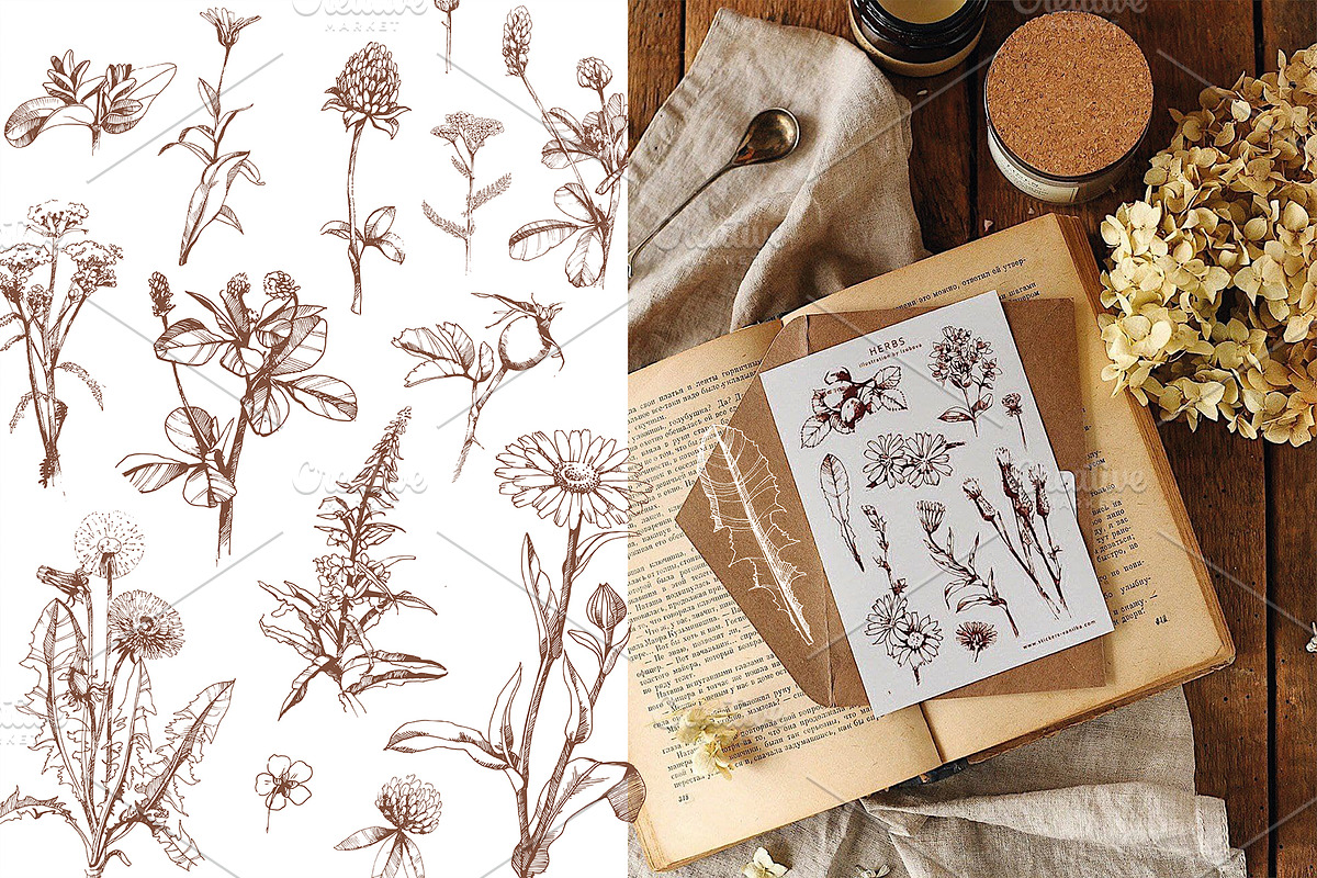 Vector HERBS, a Healthcare Illustration by Izobova (Photo 2 of 4)