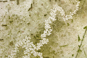 dirty surface with worm trace, a Photo by saiko3p