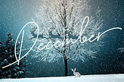 Cutyle Monoline Script, a Script Font by Analogous (Thumbnail 7 of 8)