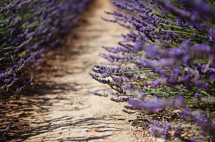 Lavender row