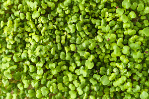 Close up of fresh green broccoli microgreen plant with many bright sprout. Heal, a Food & Drink Photo by Eugene_Photo