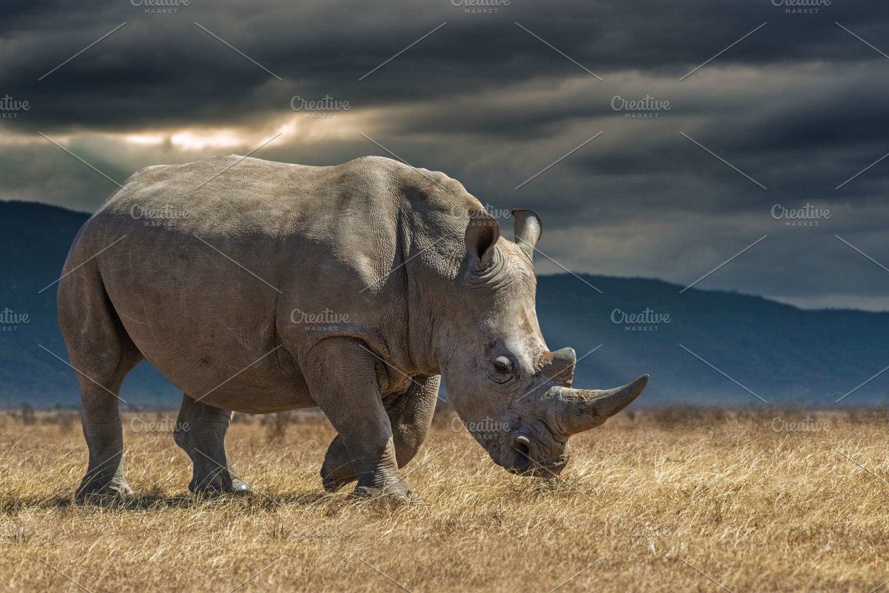 African rhinoceros in the dry grass during sunset in the savanna, an Animal Photo by Byrdyak