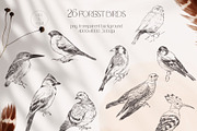 FOREST BIRDS sketches collection, an Animal Illustration by Yuliia Lashevska (Thumbnail 2 of 10)
