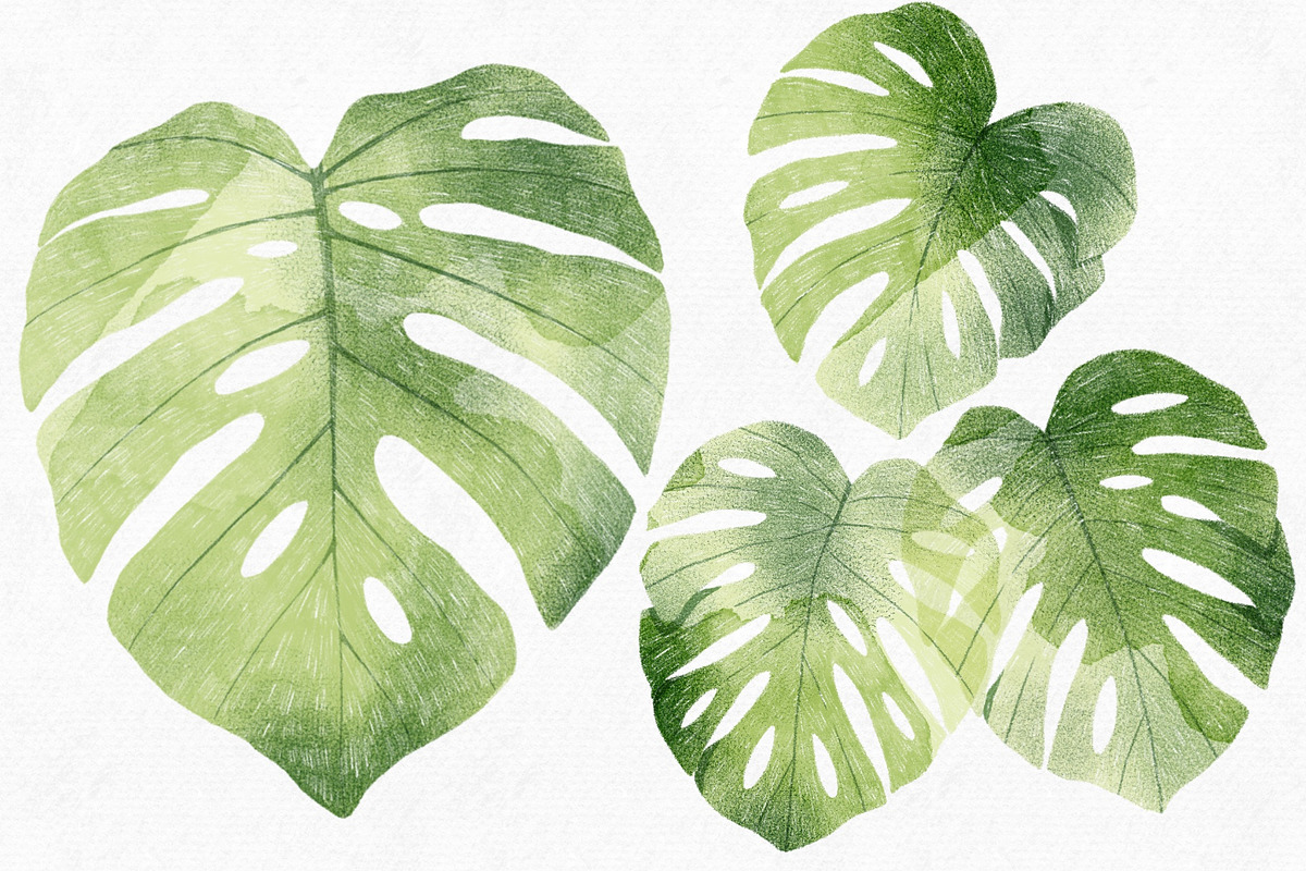 4 Monstera Botanical Illustrations, an Object Graphic by Helga Wigandt (Photo 2 of 5)