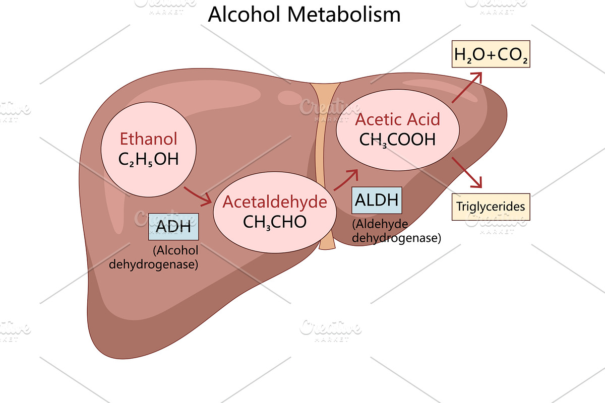 Alcohol metabolism process in human, a Healthcare Illustration by AlexArt