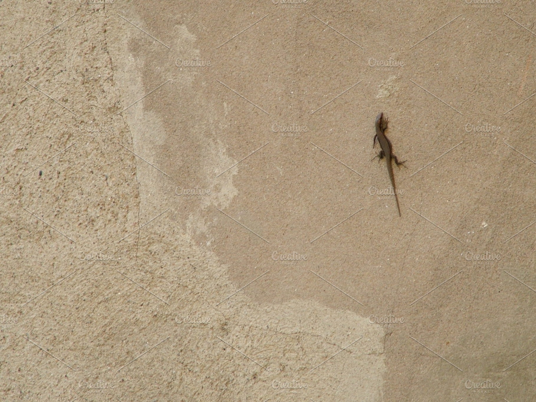 Lizard On Wall