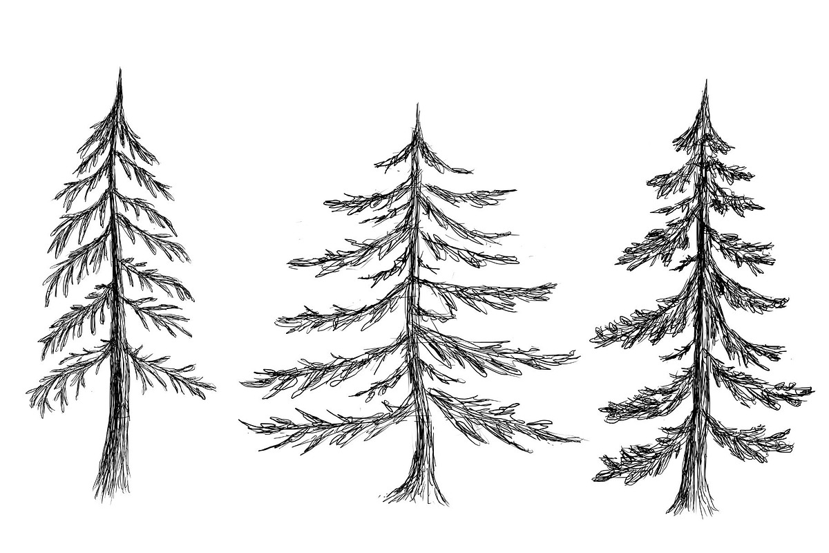 Hand Drawn Pine Trees, an Illustration by Dene Studios (Photo 6 of 6)