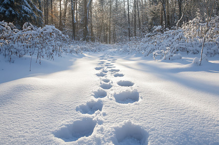 Snowy path through sunlit forest. Fo, a Background Photo by Pixeness