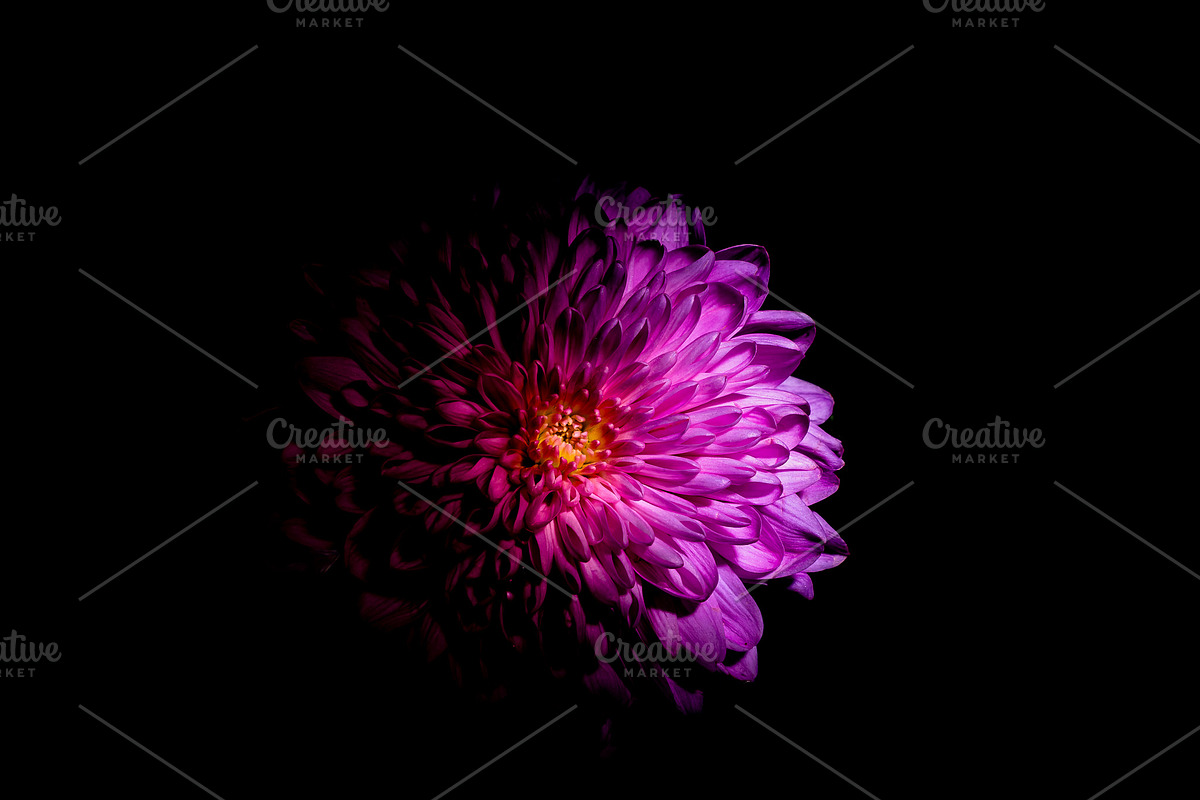 Dark Background Floral Bloom, a Nature Photo by Silent Nature (Photo 1 of 10)