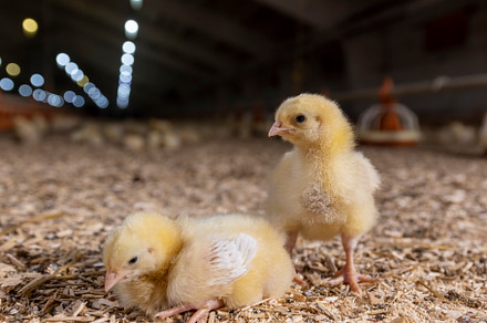 two chickens in a poultry farm on sawdust, chicken chicks about three days old