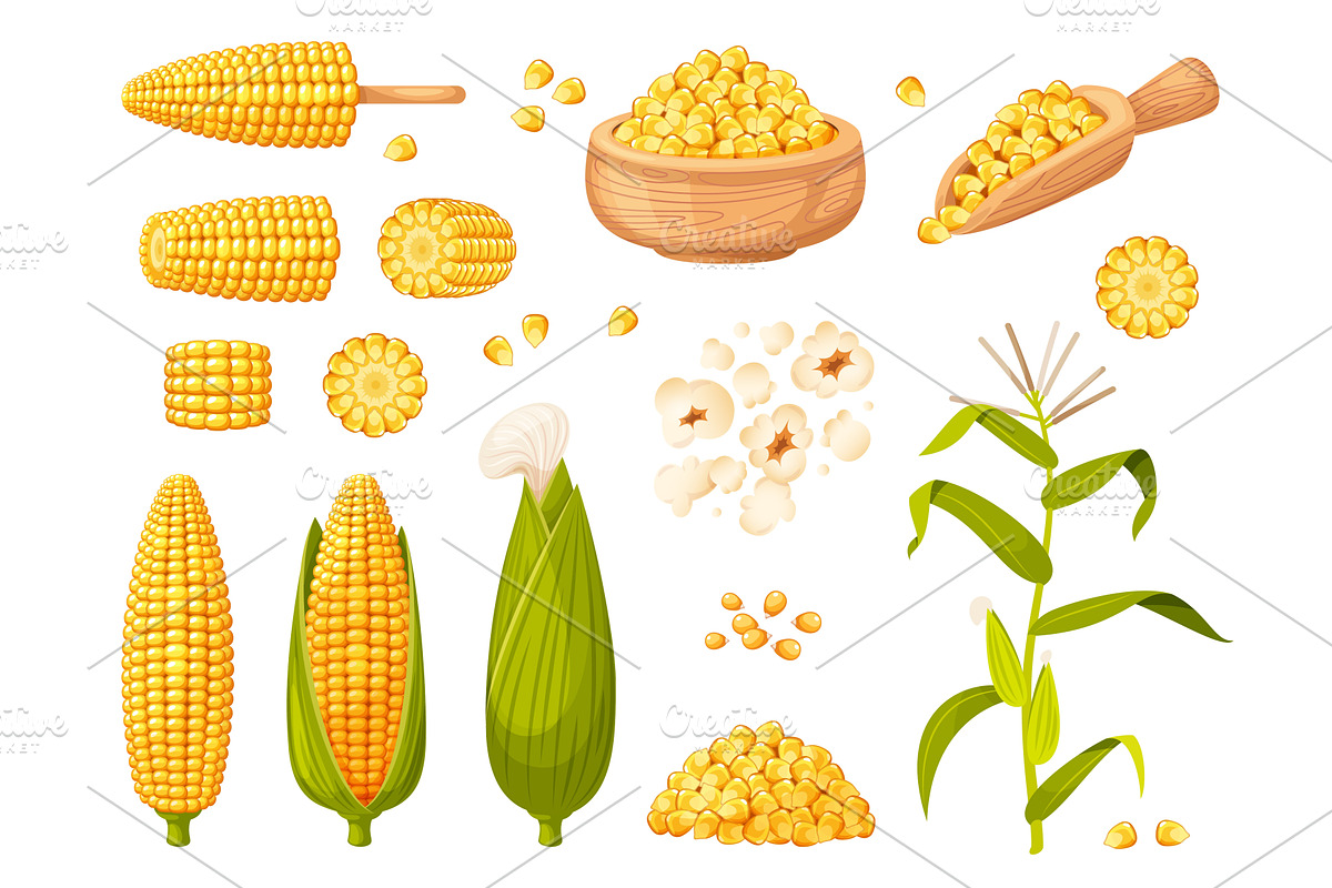 Cartoon sweet corn plants. Maize, an Animal Illustration by YummyBuum