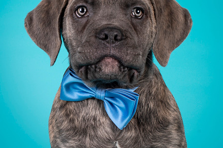 Cane Corso dog on turquoise background, an Animal Photo by Cat'chy Images by Nynke
