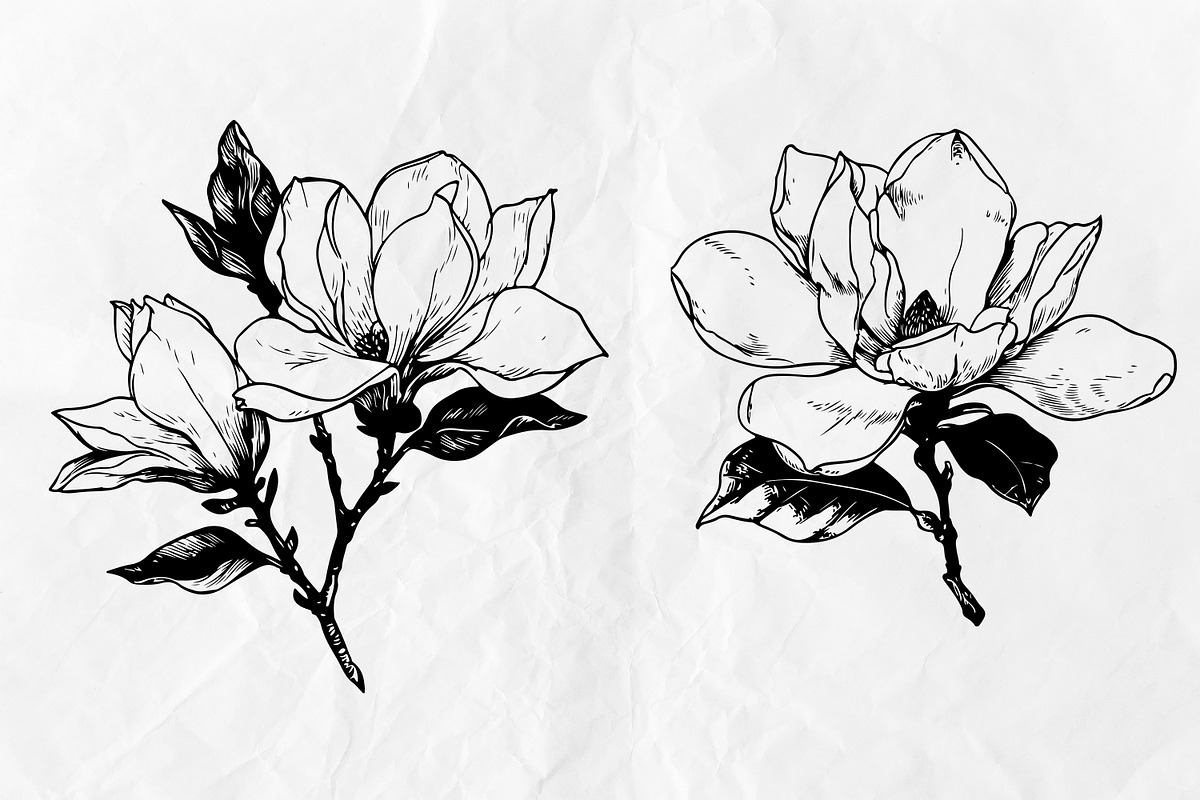 Magnolia SVG - Flowers Line Art SVG, an Object Graphic by Dervik Art Store (Photo 3 of 6)