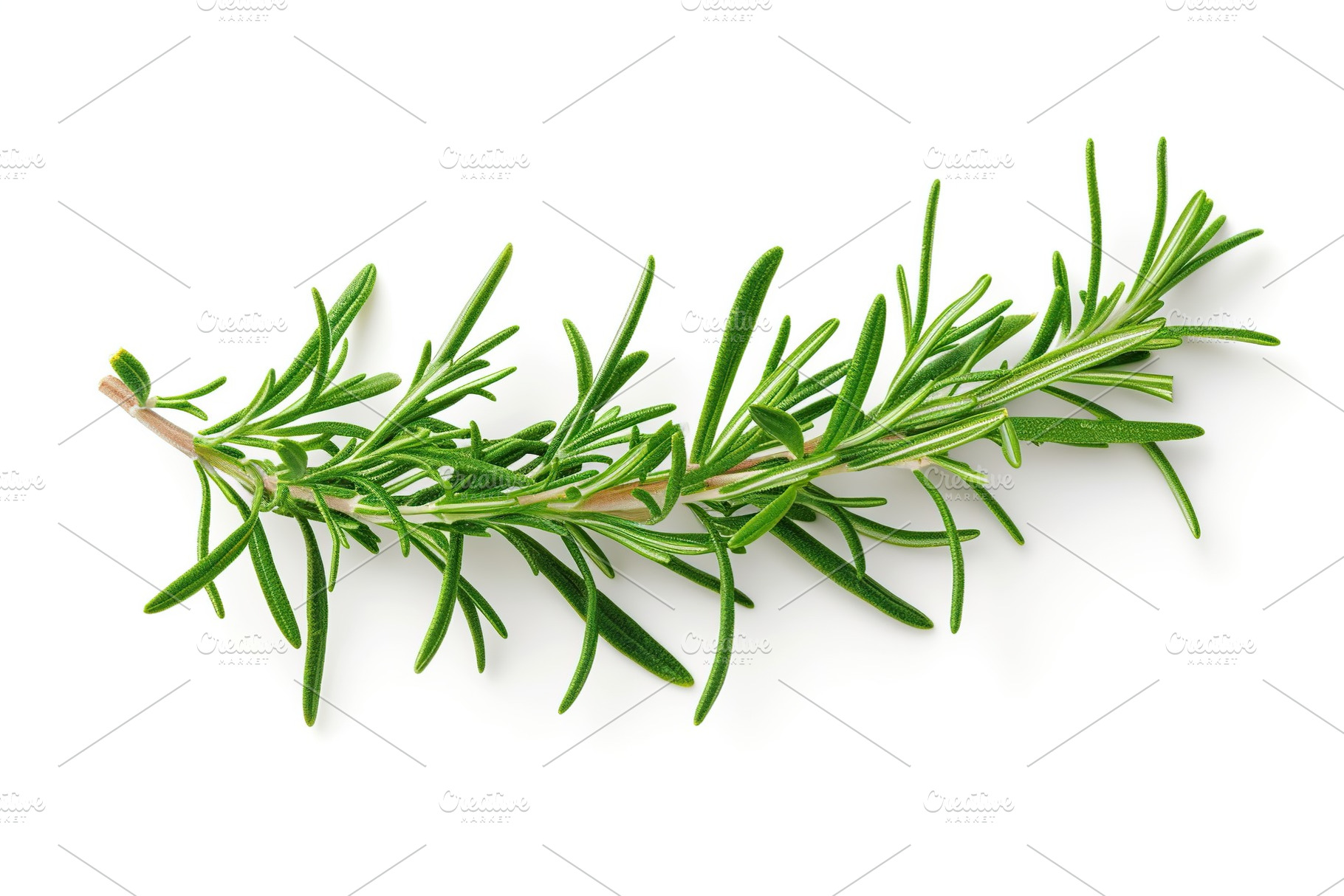 Rosemary twig isolated on white background, a Food & Drink Photo by AlyaAnd