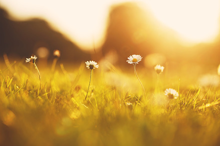 Many meadow chamomile on sunny background in autumn field featuring outdoor, a Nature Photo by Nature photos