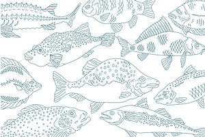 Various fish species illustrated in, an Animal Illustration by Ilia Design