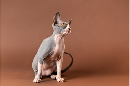 Sphynx kitty on brown background, an Animal Photo by Alexander-Piragis