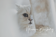 Santiago Pro - Signature / Free Logo, a Script Font by Dierstudio (Thumbnail 4 of 18)