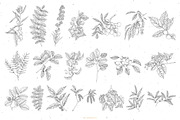 Branches, Leaves and Berries Vol. 2, a Seasonal Illustration by GVGraphics (Thumbnail 9 of 12)
