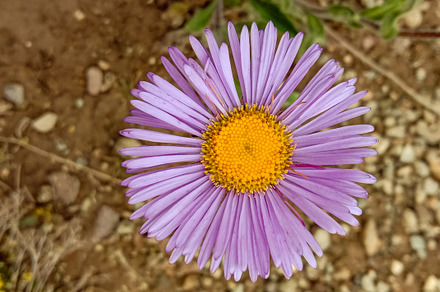 purple alpine chamomile top view, a Nature Photo by shahsoft
