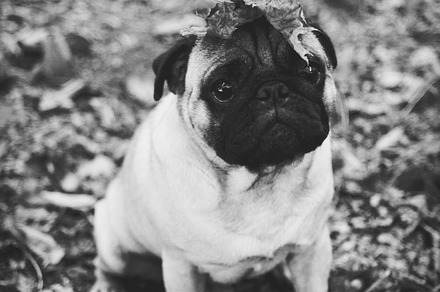 Black and white pug with leaves